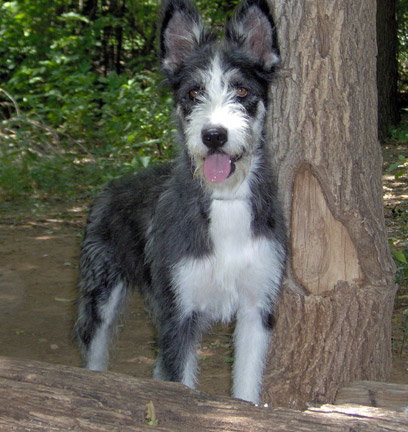 Twyla