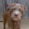 Willow