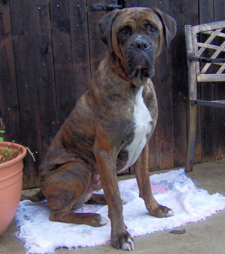 Boscoe