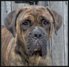 Boscoe