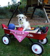 Tinka