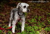 Gertie