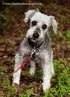 Gertie