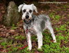 Gertie