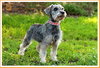 Too Lou