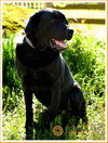 Murphy