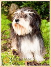 Sprocket