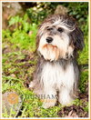 Sprocket