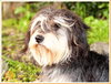 Sprocket