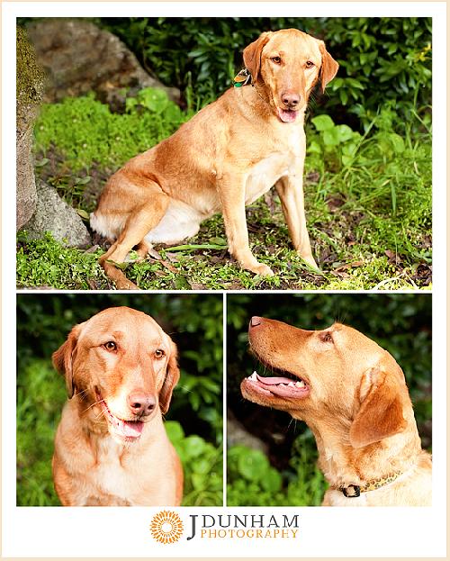 Butterscotch/Sophie