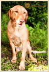 Butterscotch/Sophie