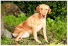 Butterscotch/Sophie