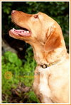Butterscotch/Sophie