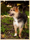 Skipper