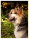Skipper