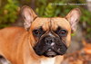 Hank