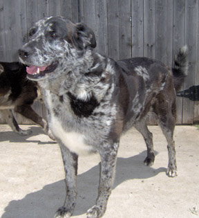 Cheyenne