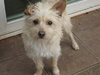 Hamish