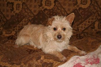 Hamish