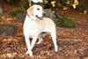 Rosie
