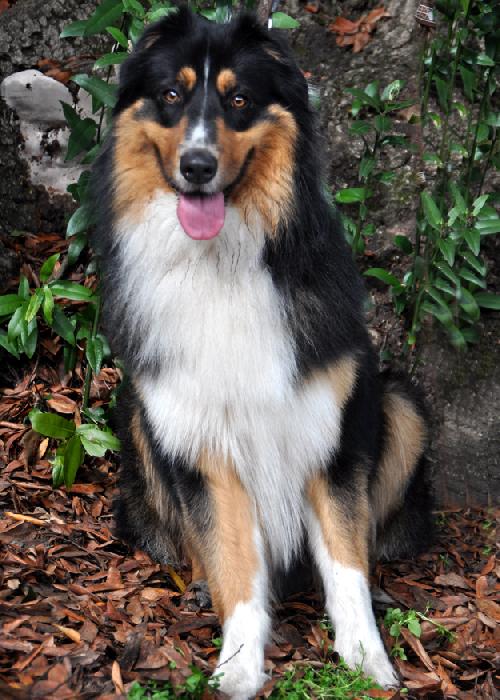 Balou