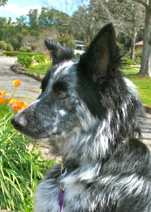Clancy