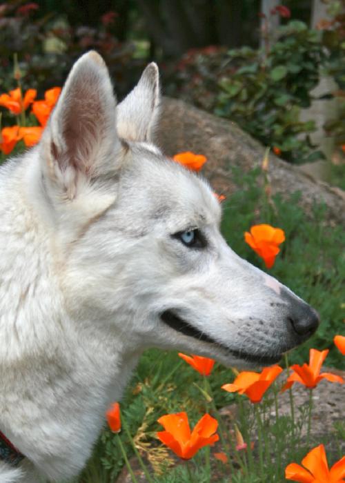 Nanook