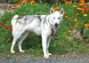 Nanook