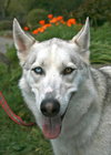 Nanook