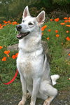 Nanook