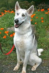 Nanook