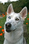 Nanook