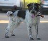 Angus