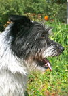 Angus