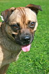 Mugsy