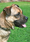 Mugsy