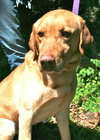 Randall