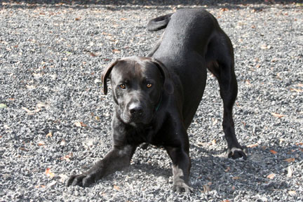 Black Jack