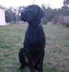 Black Jack