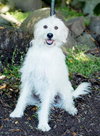 Baxter