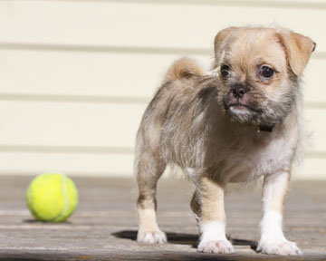 Pip
