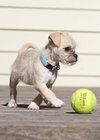 Pip