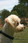 Timmy