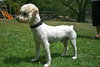 Timmy