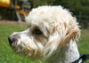 Timmy