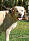 Tita