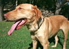 Stella Bella