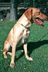 Stella Bella