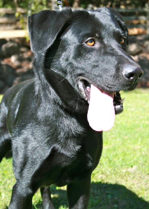 Cooper