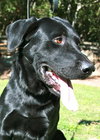 Cooper